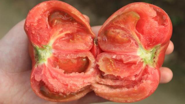 草莓口味？巧克力口味？天價西紅柿真這么好吃嗎？